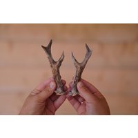 Echtes Natur Reh Geweih Gotik Ausstellungsstück von TheRoeAntler