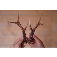 Rehgeweih Set 2-Er Natur Rehgeweihe von TheRoeAntler