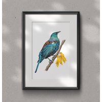 Tui Fine Art Glicee Print - Vogel Kunstdruck Ornithologie Aquarell Wanddekor Neuseeland Tui von TheSewingSailorArt