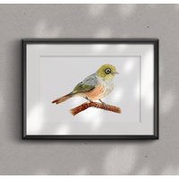 Waxeye/Silvereye/Tauhou Fine Art Glicee Print - Vogel Kunstdruck Ornithologie Aquarell Neuseeland Silvereye Ureinwohner von TheSewingSailorArt