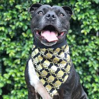 Gold Bagger Hunde Bandana/Skulls Bandana Bandanas Gold Bagger Hunde Bandana/Skulls Bandana Bandanas von TheSophisticatedPet