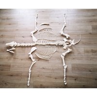 Pferdeskelett Knochen Aus Abs-Kunststoff, Mehrere Größen Erhältlich von TheUnicornMaker