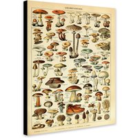 Pilz Illustration Vintage - Eingewickelte Gerahmte Leinwand Fotodruck/Poster von TheWorldArtPrintCo