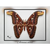 Attacus Atlas - Riesig Echter Schmetterling Präparat Insekt Entomologie Taxidermie Natur Deko Kuriositäten Mounted von Theraphosia