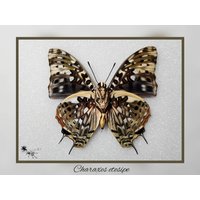 Charaxes Etesipe - Echter Schmetterling Präparat Insekt Entomologie Taxidermie Natur Deko Kuriositäten Mounted von Theraphosia