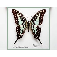 Graphium Antheus - Echter Schmetterling Präparat Insekt Entomologie Taxidermie Natur Deko Kuriositäten Mounted Graphium Antheus - Echter Schmetterling Präparat Insekt Entomologie Taxidermie Natur Deko Kuriositäten Mounted von Theraphosia