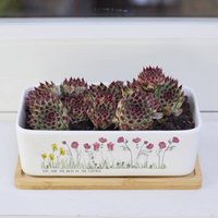 Personalisierter Blumentopf Zur Geburt von Thisisnessie