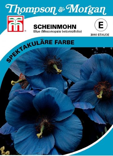 Mohn (Blauer) Scheinmohn Himmelblau (Meconopsis betonicifolia) von Thompson & Morgan von Thompson-Morgan