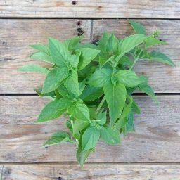 Thorness Mrs Burns' Lemon Basil Seeds with Step by Step Guide to Growing von Thorness