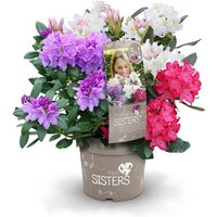 Three Sisters® Dreifarbige großblumige Alpenrose, Rhododendron »Three Sisters®«, dreifarbig, Höhe: 30 - 40 cm von Three Sisters®
