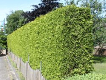 Lebensbaum 'Brabant', 80-100 cm, Thuja occidentalis 'Brabant', Containerware von Thuja occidentalis 'Brabant'