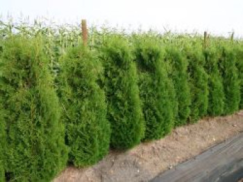 Säulen-Lebensbaum 'Columna', 40-60 cm, Thuja occidentalis 'Columna', Containerware von Thuja occidentalis 'Columna'