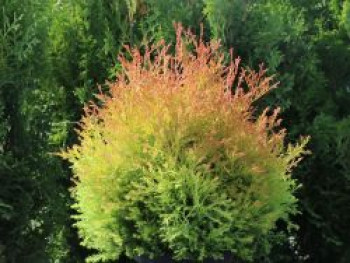 Abendländischer Lebensbaum 'Fire Chief', 20-30 cm, Thuja occidentalis 'Fire Chief', Containerware von Thuja occidentalis 'Fire Chief'