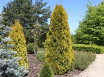 Lebensbaum 'Golden Smaragd' ®, 20-30 cm, Thuja occidentalis 'Golden Smaragd' ®, Topfware von Thuja occidentalis 'Golden Smaragd' ®