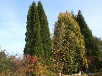Abendländischer Lebensbaum 'Holmstrup', 60-80 cm, Thuja occidentalis 'Holmstrup', Containerware von Thuja occidentalis 'Holmstrup'