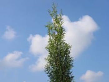 Lebensbaum 'King of Brabant', 20-30 cm, Thuja occidentalis 'King of Brabant', Topfware von Thuja occidentalis 'King of Brabant'