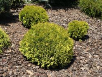 Lebensbaum 'Mirjam', 20-25 cm, Thuja occidentalis 'Mirjam', Containerware von Thuja occidentalis 'Mirjam'