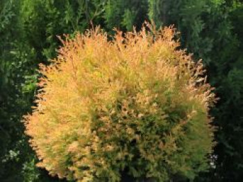 Gold-Lebensbaum 'Rheingold', 20-30 cm, Thuja occidentalis 'Rheingold', Containerware von Thuja occidentalis 'Rheingold'