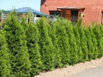 Lebensbaum 'Smaragd', 125-150 cm, Thuja occidentalis 'Smaragd', Containerware XXL von Thuja occidentalis 'Smaragd'