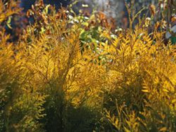 Lebensbaum 'Sunkist', 40-60 cm, Thuja occidentalis 'Sunkist', Containerware Lebensbaum 'Sunkist', 40-60 cm, Thuja occidentalis 'Sunkist', Containerware von Thuja occidentalis 'Sunkist'