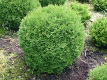 Zwerg-Lebensbaum 'Tiny Tim', 10-20 cm, Thuja occidentalis 'Tiny Tim', Topfware von Thuja occidentalis 'Tiny Tim'