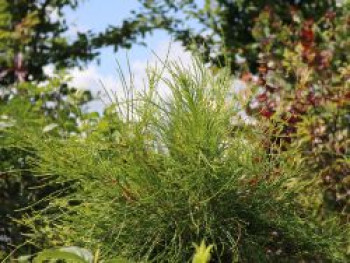 Morgenländischer Lebensbaum 'Franky Boy', 20-30 cm, Thuja orientalis 'Franky Boy', Containerware von Thuja orientalis 'Franky Boy'