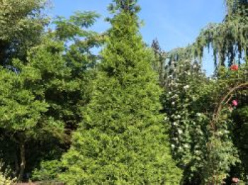 Goldspitzen Lebensbaum 'Aurescens', 80-100 cm, Thuja plicata 'Aurescens', Containerware von Thuja plicata 'Aurescens'