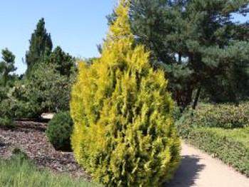Großer Lebensbaum 'Goldy' ®, 40-60 cm, Thuja plicata 'Goldy' ®, Containerware von Thuja plicata 'Goldy' ®