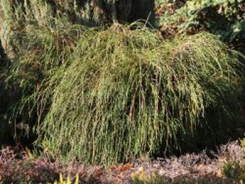 Faden-Lebensbaum 'Whipcord', 10-20 cm, Thuja plicata 'Whipcord' (Zwergform), Topfware von Thuja plicata 'Whipcord' (Zwergform)