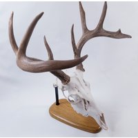 European Skull Mount Table Top Display Hergestellt Aus Weißer Eiche European Skull Mount Table Top Display Hergestellt Aus Weißer Eiche von ThuliDesign