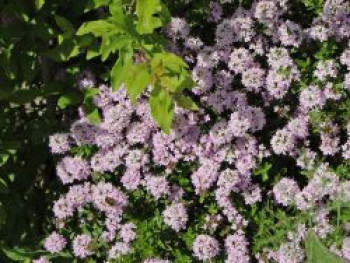 Thymian, Thymus longicaulis, Topfware von Thymus longicaulis