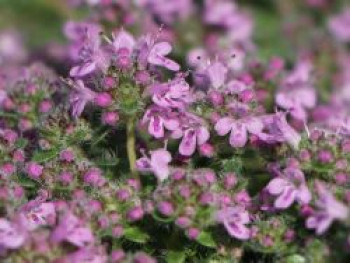 Zwergiger-Thymian 'Minor', Thymus praecox 'Minor', Topfware von Thymus praecox 'Minor'
