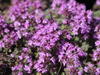 Filziger Thymian, Wolliger Thymian, Thymus praecox subsp. pseudolanuginosus, Containerware von Thymus praecox subsp. pseudolanuginosus