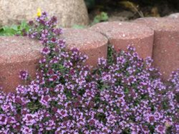 Scharlachroter Feld-Thymian 'Coccineus', Thymus serpyllum 'Coccineus', Containerware von Thymus serpyllum 'Coccineus'