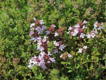 Echter Thymian, Quendel, Thymus vulgaris, Topfware von Thymus vulgaris