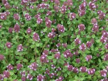 Zitronen-Thymian, Thymus x citriodorus, Topfware von Thymus x citriodorus