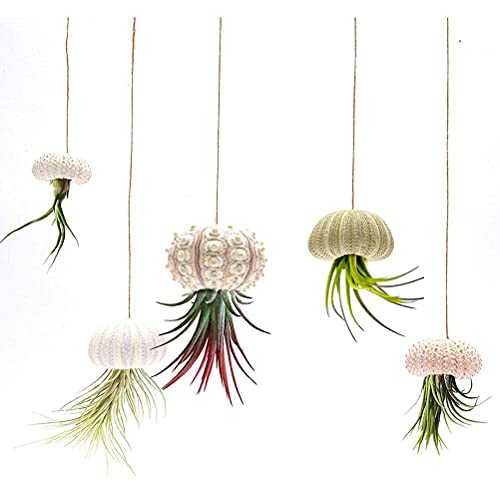 Tianbi 5 x Mini-Meeigel-Hängetopf, dekorativer Luftpflanzenhalter, Mini-Muschel, Sukkulenten-Ausstellungsbehälter für Zuhause, Outdoor, Garten von Tianbi