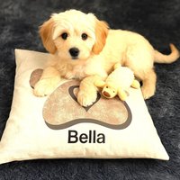 Personalisiertes Kissen Mit Pfotenabdruck Und Name, Geschenk Für Hund, Katze Oder Tierliebhaber, 45x45cm, Kissenbezug Herzmotiv, Welpe von TibasZaubernadel