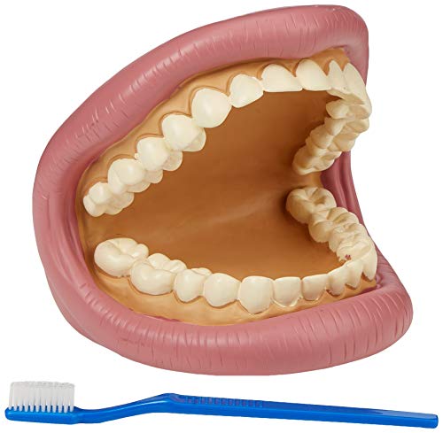 TickiT 03083 Giant Teeth Demonstration set von tickit