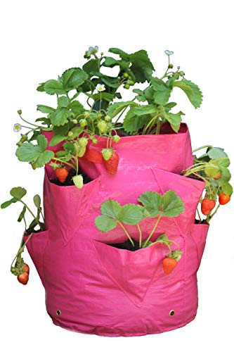 Haxnicks Pflanzbeutel für Gemüse, rose, 35x35x45 cm von Bosmere