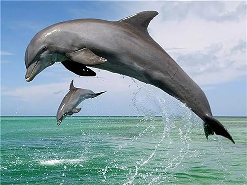 5D Diamant Painting Bilder, Tier Delfin Malen Nach Zahlen Erwachsene DIY Diamond Painting Mit Zubehör, 70x100cm Voll Diamond Painting Kinder Mädchen Basteln für Home Wohnwand Dekoration J-152 5D Diamant Painting Bilder, Tier Delfin Malen Nach Zahlen Erwachsene DIY Diamond Painting Mit Zubehör, 70x100cm Voll Diamond Painting Kinder Mädchen Basteln für Home Wohnwand Dekoration J-152 von Tifnuer