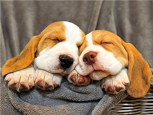 5D Diamant Painting Bilder, Tiere Hunde Malen Nach Zahlen Erwachsene DIY Diamond Painting Mit Zubehör, 20x30cm Voll Diamond Painting Kinder Mädchen Basteln für Home Wohnwand Dekoration J-701 5D Diamant Painting Bilder, Tiere Hunde Malen Nach Zahlen Erwachsene DIY Diamond Painting Mit Zubehör, 20x30cm Voll Diamond Painting Kinder Mädchen Basteln für Home Wohnwand Dekoration J-701 von Tifnuer