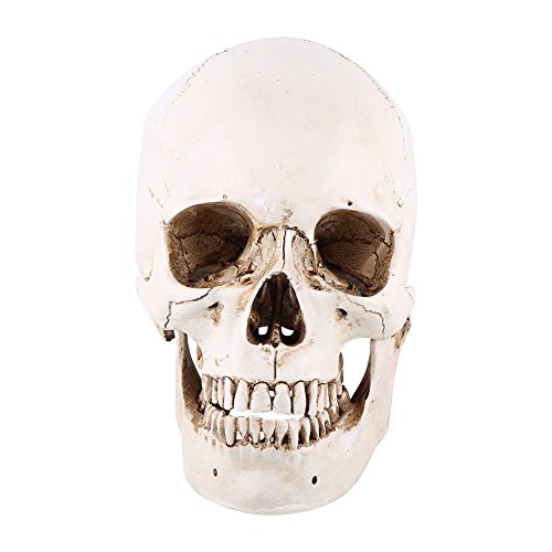 Menschliches Schädelmodell, lebensgroßer menschlicher Kopf weiß Kunstharz menschlicher Schädel lebensgroßes Zeichnungsmodell mit Abnehmbarer Schädelkappe realistische Nachbildung menschliche von Tiiyee