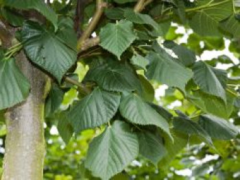 Großblättrige Sommerlinde, 60-80 cm, Tilia platyphyllos, Containerware von Tilia platyphyllos