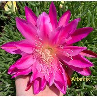 1 Ausschnitt/ Blatt/ Stiel Atlantis Epiphyllum Orchidee Kaktus 6-8" von TimmyHannahShop