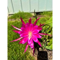 1 Ausschnitt/ Blatt/ Stiel Raspberry Ribbon Epiphyllum Orchidee Kaktus 6-8" von TimmyHannahShop