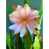 1 Schnitt/Blatt Stiel Seltene Vanille Sonnenuntergang Epiphyllum Orchidee Kaktus 16-21 cm von TimmyHannahShop