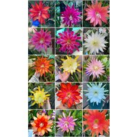 Sammler Züchter Set 30 Stecklinge/Blätter Stiele Verschiedene Farben Sorten Epiphyllum Orchidee Kaktus 6-8" von TimmyHannahShop