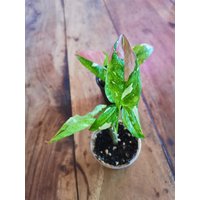Syngonium Red Spot Tricolor Jungpflanze von Tiniesandmore
