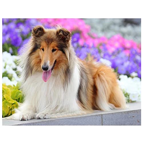 5D Diamond Painting, round drill Collie-Hund 30x40cm DIY 5D Diamant Painting Bilder Kinder Erwachsene groß, Diamond Painting Set Diamant Malerei Kits Mosaikherstellung für Home Wand Décor Geschenk von Tinnfea